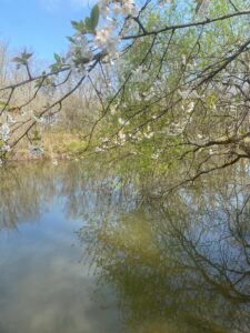Reflets des arbres sur le petit lac du gîte Le Petit Lac en Périgord Pourpre